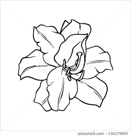 Lily Flower sketch. Vector Lilies illustration. Flower arrangement drawing in line art style. Botanical sketch Lily painted by black inks. Bouquet of Lilies. Graphics element outline of Flower EPS10 Lily Flower sketch. Vector Lilies illustration. Flower arrangement drawing in line art style. Botanical sketch Lily painted by black inks. Bouquet of Lilies. Graphics element outline of Flower EPS10 136279995