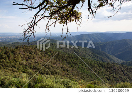 Tree branches in the foreground of wooded mountains 136280069
