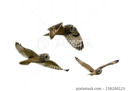 短耳鴞飛行的剪紙影像 136280123