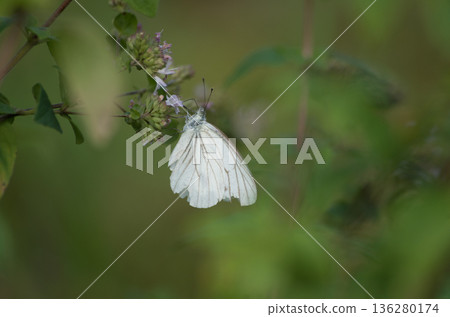A wounded white butterfly sucking nectar from a flower A wounded white butterfly sucking nectar from a flower 136280174