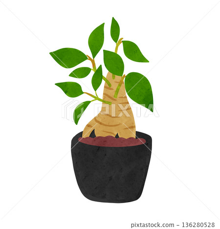 Potted banyan tree watercolor hand-drawn illustration Potted banyan tree watercolor hand-drawn illustration 136280528