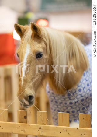 Pony horse wearing patterned blanket eating hay 136280557