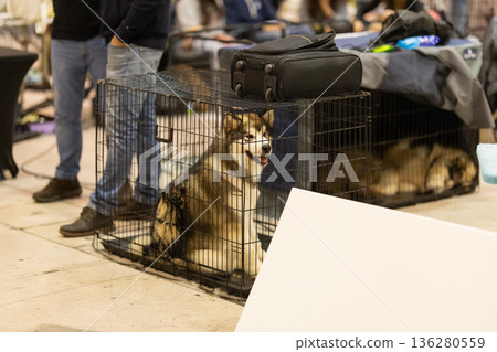 Alaskan malamute dog sitting inside crate at exhibition hall 136280559