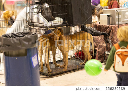 Dogs observing a child with a green balloon at an event 136280589