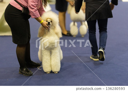 Handler presenting white poodle at dog show competition Handler presenting white poodle at dog show competition 136280593