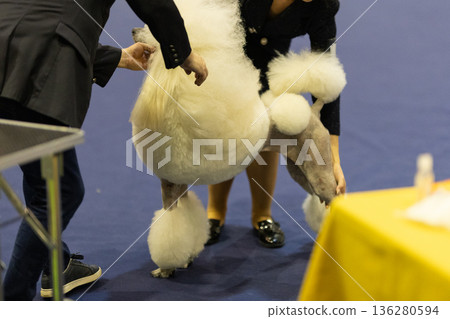 Handlers preparing a standard poodle for dog show 136280594