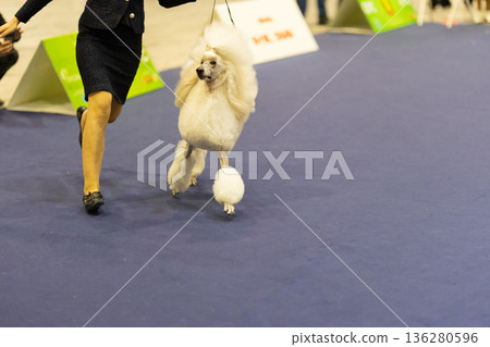 White standard poodle performing in dog show competition White standard poodle performing in dog show competition 136280596