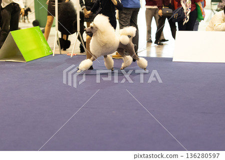 White standard poodle trotting confidently at dog show exhibition White standard poodle trotting confidently at dog show exhibition 136280597