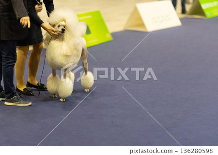White standard poodle competing in indoor dog show White standard poodle competing in indoor dog show 136280598