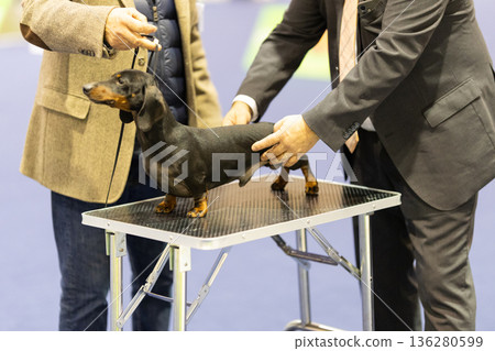 Dachshund dog being judged at a competition 136280599