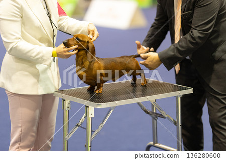 Dachshund dog participating in a conformation dog show 136280600