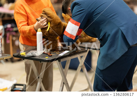 Dog handlers preparing brown poodle for show competition Dog handlers preparing brown poodle for show competition 136280617