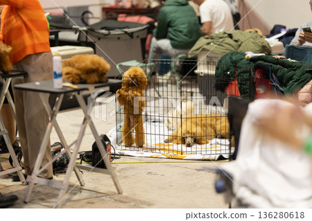 Poodles waiting in crates during dog show event Poodles waiting in crates during dog show event 136280618