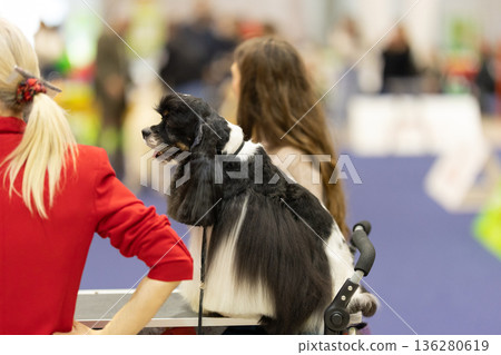 Dog standing on grooming table at competition event Dog standing on grooming table at competition event 136280619