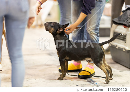 Bull terrier dog receiving treat from owner's hand Bull terrier dog receiving treat from owner's hand 136280620