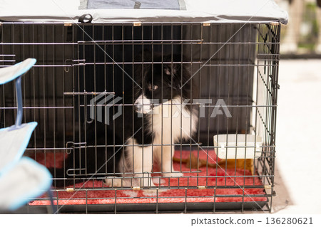 Border collie dog looking from inside pet crate 136280621