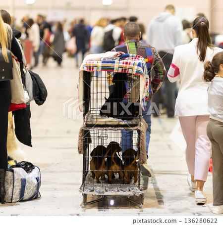 Exhibitor transporting dogs in carriers at pet show 136280622