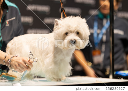 White fluffy dog getting trimmed by a groomer at a dog show event 136280627