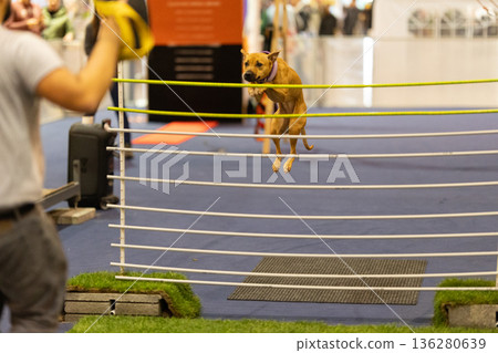 Dog leaping over barrier during agility competition Dog leaping over barrier during agility competition 136280639