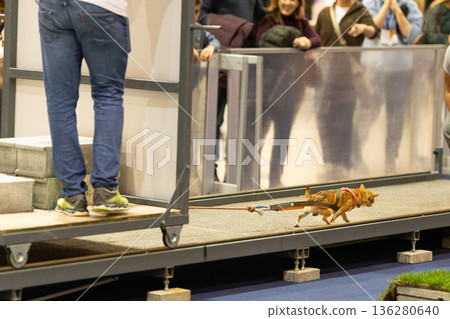 Small dog pulling weight on dog sport track Small dog pulling weight on dog sport track 136280640
