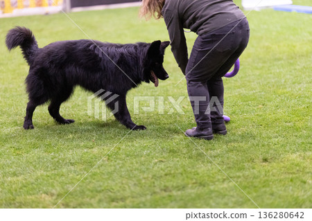 Practicing obedience with black dog in training arena Practicing obedience with black dog in training arena 136280642