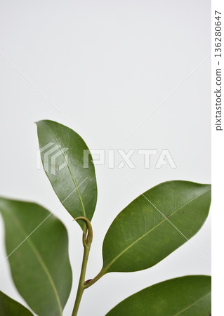 榊樹 136280647