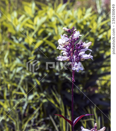 Foxglove beard-tongue or the Penstemon digitalis Husker Red. Called Talus slope penstemon and White beardtongue also Foxglove beard-tongue or the Penstemon digitalis Husker Red. Called Talus slope penstemon and White beardtongue also 136280649