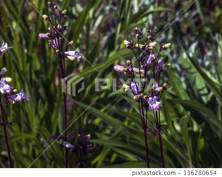 Penstemon flower on blurred background. Colorful close-up photo of flowers. Beautiful screensaver. Penstemon digitalis Husker Red, family Plantaginaceae. Penstemon white. 136280654