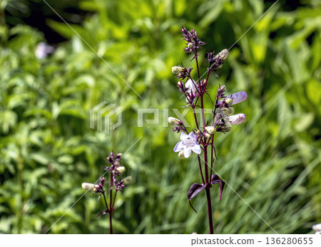Flowers of the wildflower Penstemon digitalis 'Husker Red'. Flowers of the wildflower Penstemon digitalis 'Husker Red'. 136280655