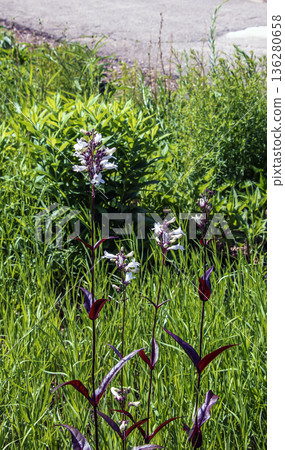 Foxglove beard-tongue or Penstemon digitalis Husker Red. Called Talus slope penstemon and a White beardtongue also 136280658