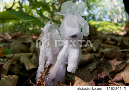 球果假水晶蘭 球果假水晶蘭 136280845