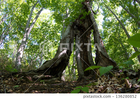 Old beech tree with a window and budding beech trees from seedlings to true leaves in spring beech forest Old beech tree with a window and budding beech trees from seedlings to true leaves in spring beech forest 136280852