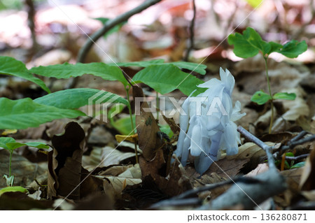Silver bells and beech buds from seedlings to true leaves in a spring beech forest Silver bells and beech buds from seedlings to true leaves in a spring beech forest 136280871