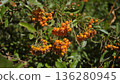 Vibrant orange berries on lush green foliage in sunlit garden 136280945