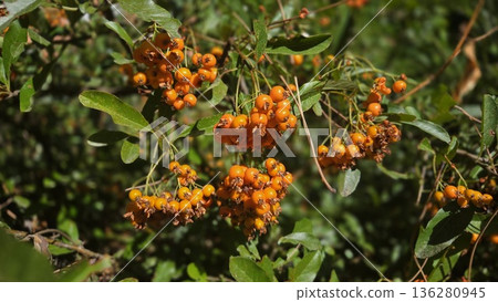 Vibrant orange berries on lush green foliage in sunlit garden Vibrant orange berries on lush green foliage in sunlit garden 136280945