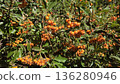 Vibrant orange berries in lush greenery - nature's autumn harvest scene 136280946
