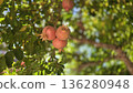 Ripe pomegranates hanging on tree branch in lush garden setting 136280948