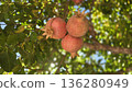 Fresh pomegranates growing on tree branch in vibrant garden setting 136280949