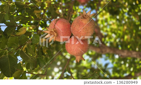 Fresh pomegranates growing on tree branch in vibrant garden setting 136280949