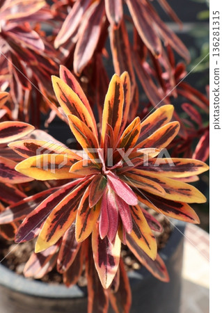 Euphorbia Golden Rainbow in autumn Euphorbia Golden Rainbow in autumn 136281315