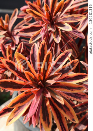 Euphorbia Golden Rainbow in autumn 136281316