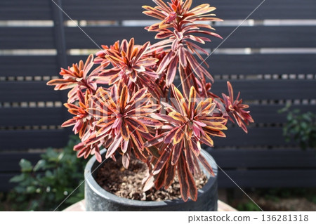 Euphorbia Golden Rainbow in autumn 136281318