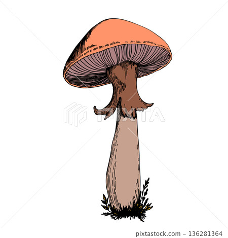 Hand drawn mushroom, vector illustration. Vegan food menu. Poisonous and edible mushrooms. Autumn mushroom picking, forest plant sketches 136281364