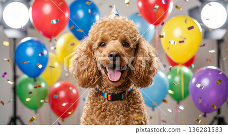 A hyper-realistic studio portrait of a joyful curly poodle celebrating a festive birthday party. 136281583