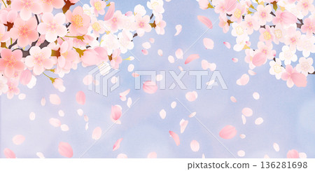 落花櫻花背景素材 136281698