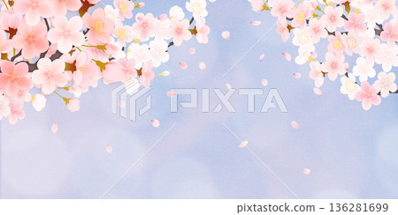 落花櫻花背景素材 136281699