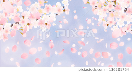 Background material of cherry blossoms with falling petals Background material of cherry blossoms with falling petals 136281764