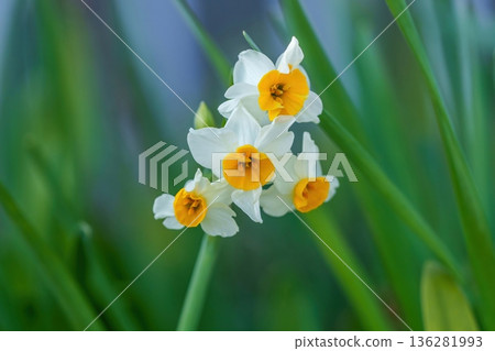 White daffodils quietly bloom, heralding the arrival of spring. A natural landscape with a soft blurred background. 136281993