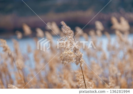 Winter reeds swaying on the lakeside and beautiful bokeh natural scenery Winter reeds swaying on the lakeside and beautiful bokeh natural scenery 136281994