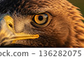 Extreme Close Up Of Golden Eagle Eye. AI Generated 136282075